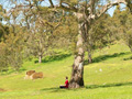 Tara Hills Spring